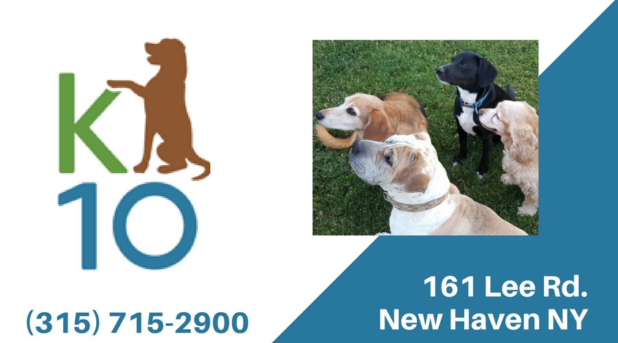 K10 Dog Training
